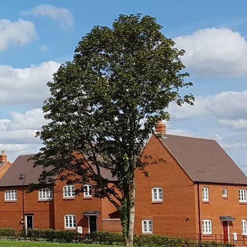 Breckland Tree